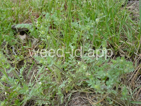 polemonium, annual